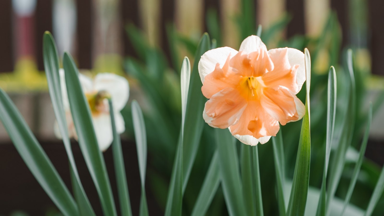 Single bloom with layered apricot-colored inner petals encased in larger white outer petals, standing tall among thin green leaves that spread out around the base, adding a vibrant touch of color.