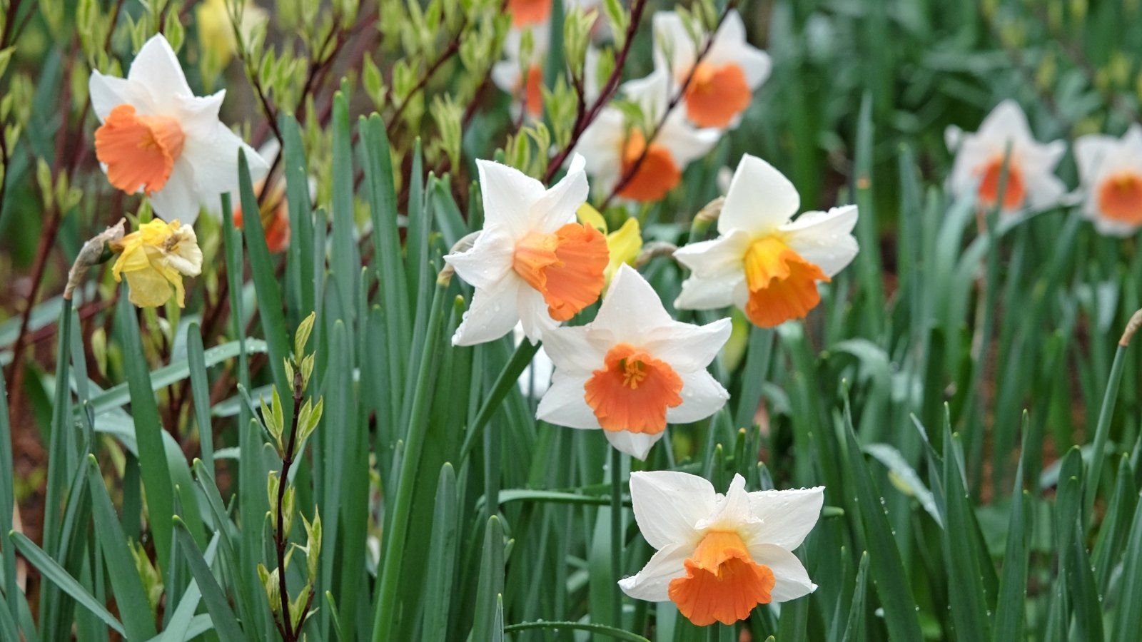 White petals with bright orange central cups, set against a background of tall, lush green leaves that rise upwards, adding depth and texture to the vibrant scene.