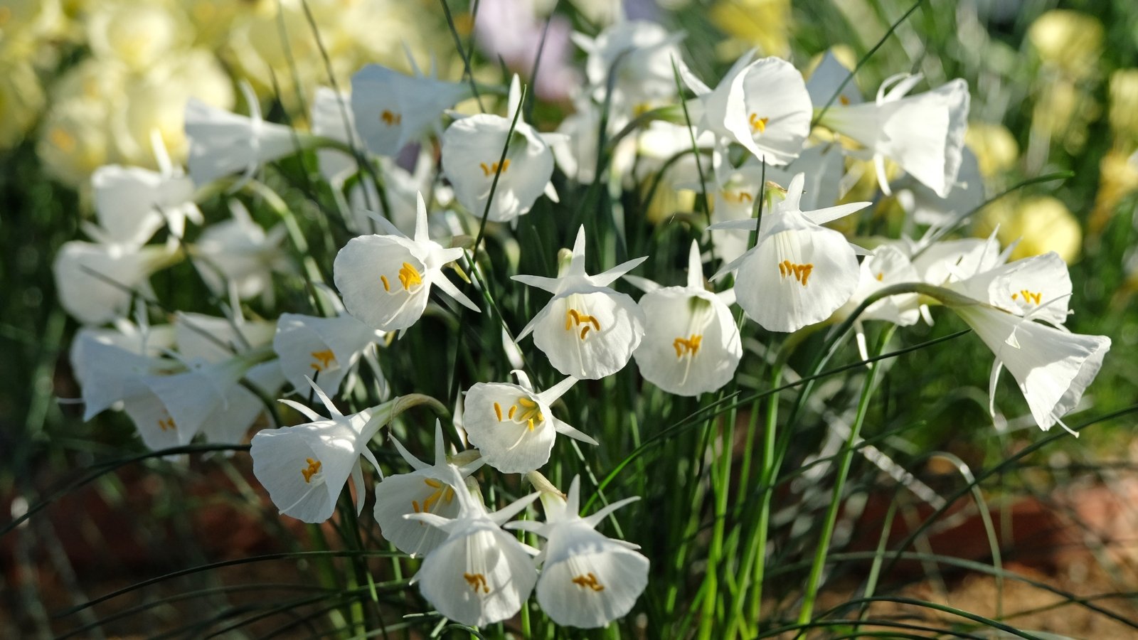 Multiple small, white, bell-shaped blooms with a soft yellow hue, surrounded by wispy green leaves that lend a gentle and airy feel to the arrangement.