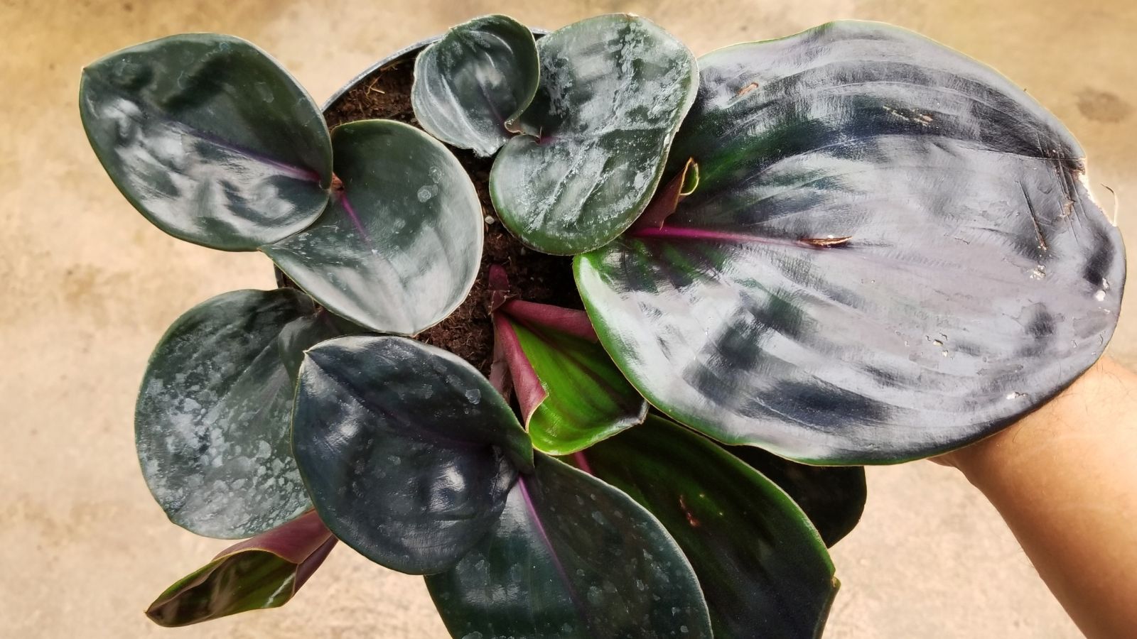 A close-up shot of a person holding the Geogenanthus ciliatus plant that showcases its thick, glossy dark-purpler to black leaves.