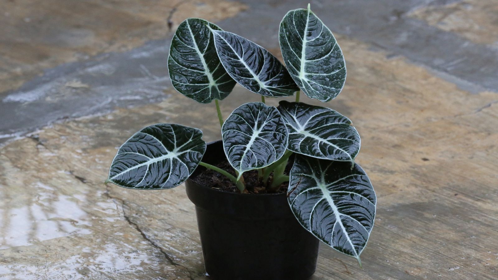 A shot of a potted Alocasia reginula 'Black Velvet' plant that highlights its dark-green to nearly black colored leaves with white midribs.