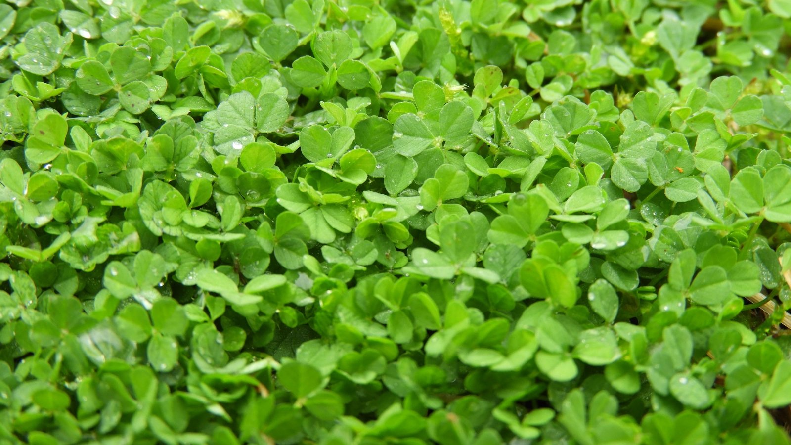 Simple strategies to Change Your Backyard with Microclover