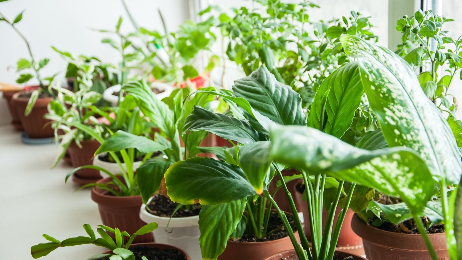 9 Skilled Solutions for Transitioning Houseplants Indoors for Winter