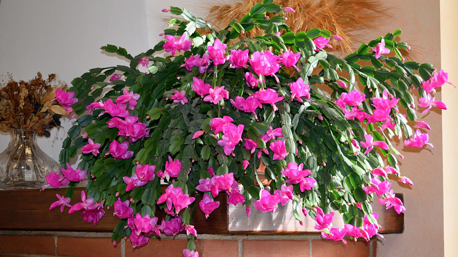 How one can Propagate Your Thanksgiving/Christmas Cactus in 5 Straightforward Steps