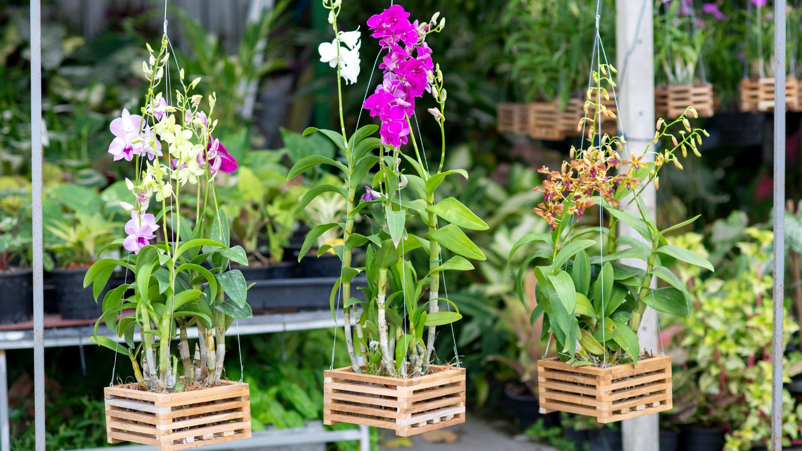 How Prolonged do Orchids Reside? 9 Ideas for Rising Orchid Lifespan