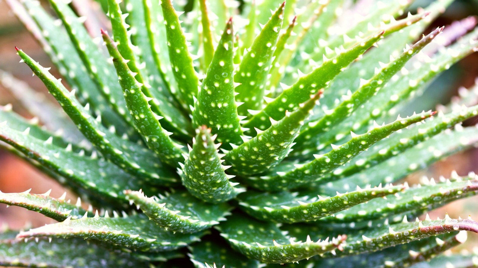 The best way to Plant, Develop, and Look after Minnie Belle Aloe