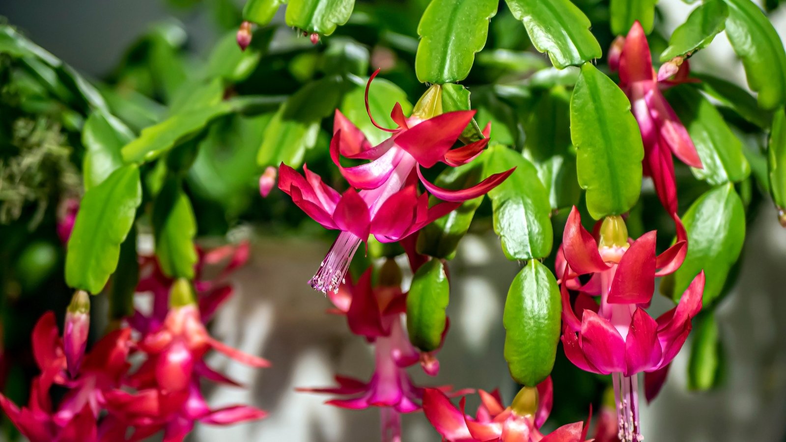 7 Indicators It’s Time to Prune Your Christmas Cactus