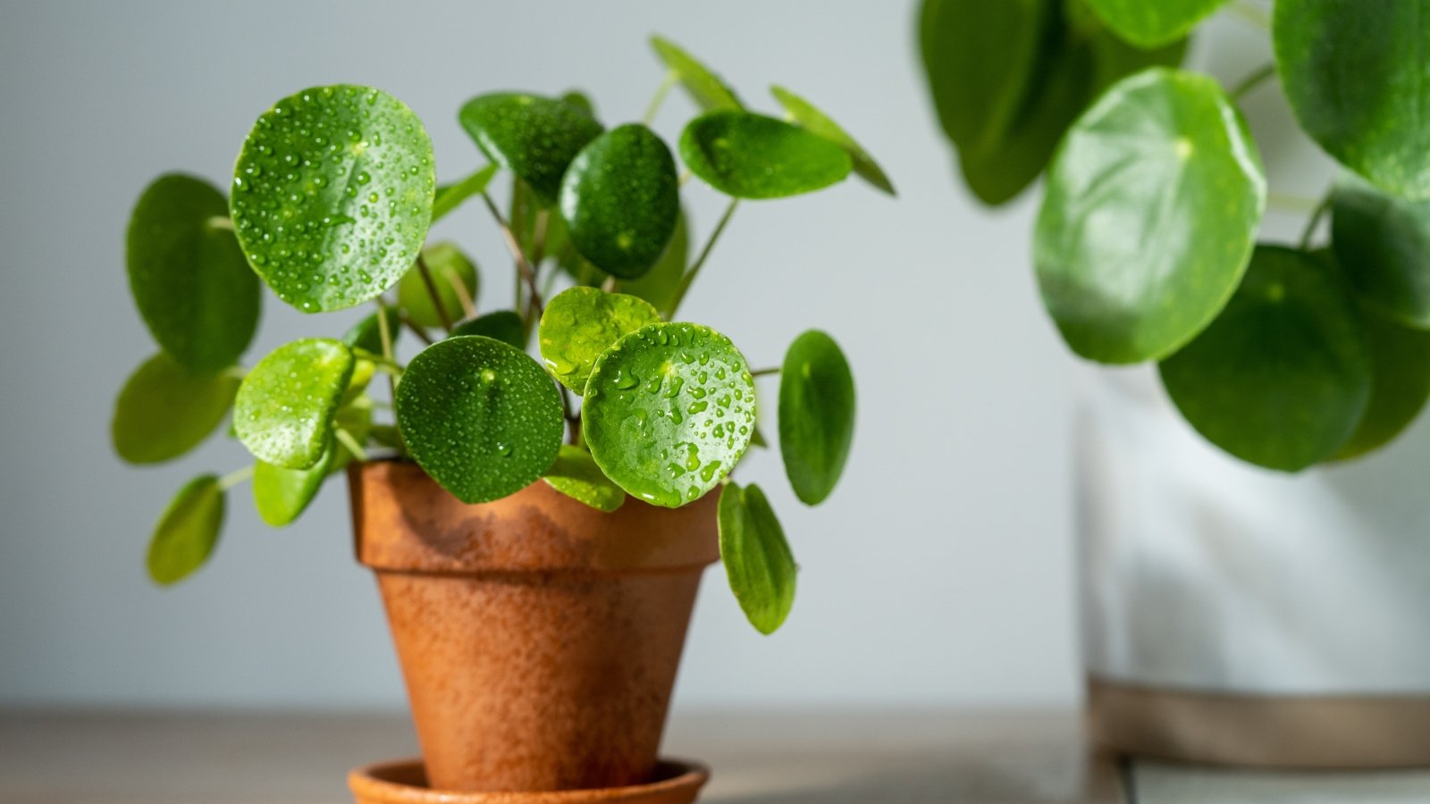 21 Forgiving Houseplants Which may be Easy to Keep Alive