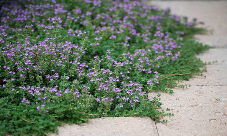 Creeping Thyme: Flowering Herb And Ground Cowl