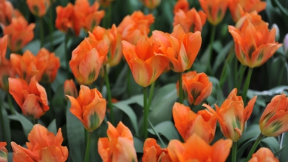 A dense grouping of vibrant orange flowers with slightly curled petals, growing closely together in a garden bed surrounded by dark green leaves.