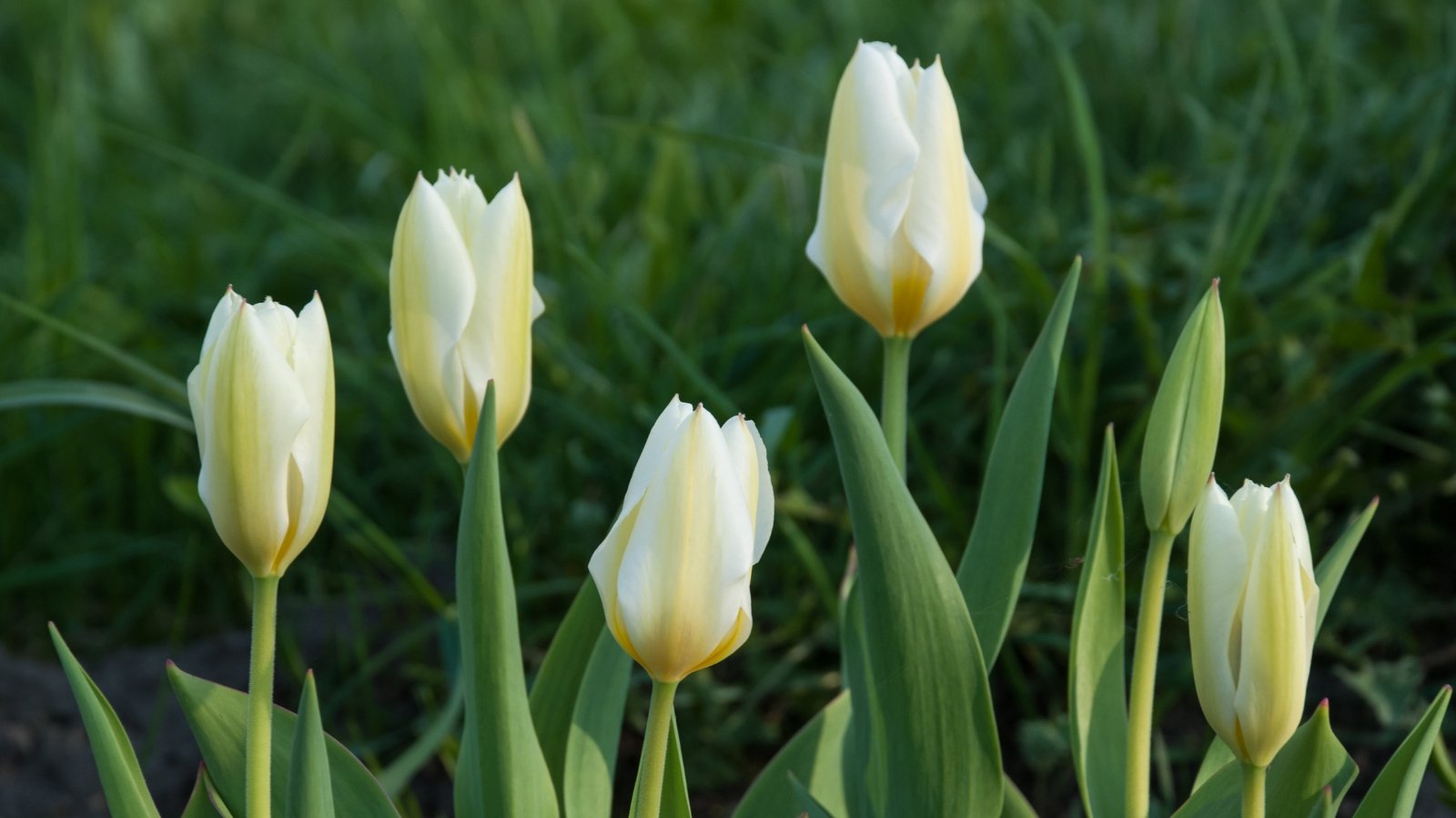 Strategies to Plant, Develop, and Handle Fosteriana Tulips