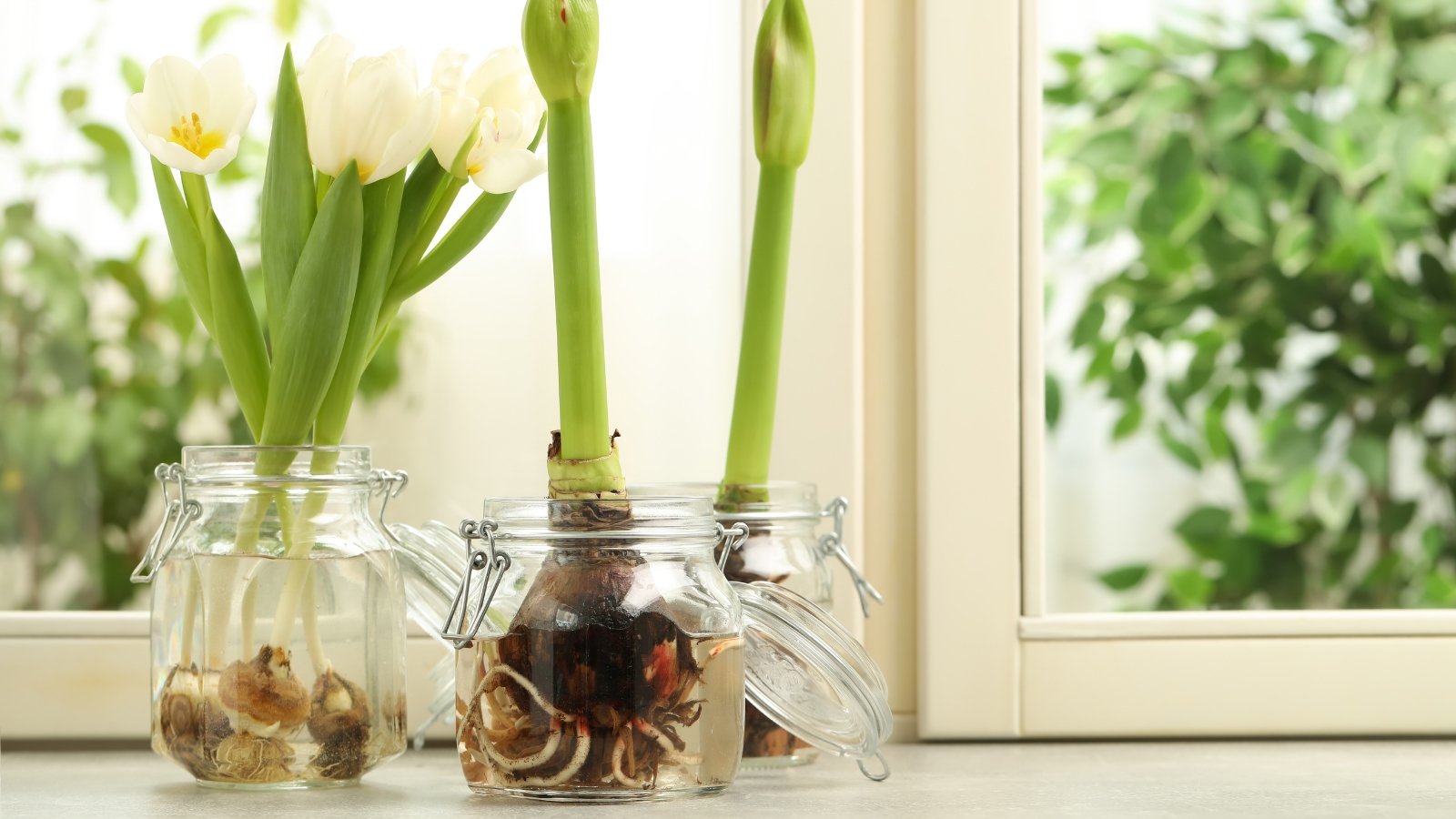 Close-up of two glass vases on a light windowsill, one with blooming white tulips and the other with unopened Amaryllis buds.
