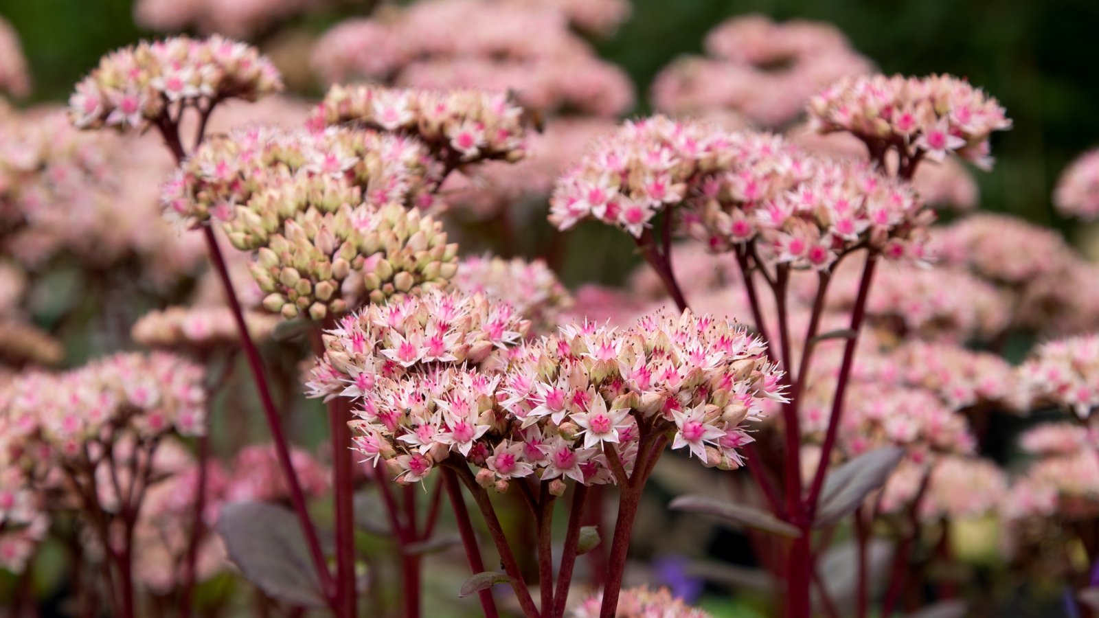 13 Best Stonecrop Varieties for Your Rock Yard