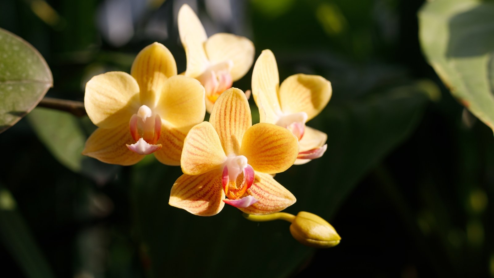 How Sometimes Do Orchids Bloom? When to Anticipate Flowers