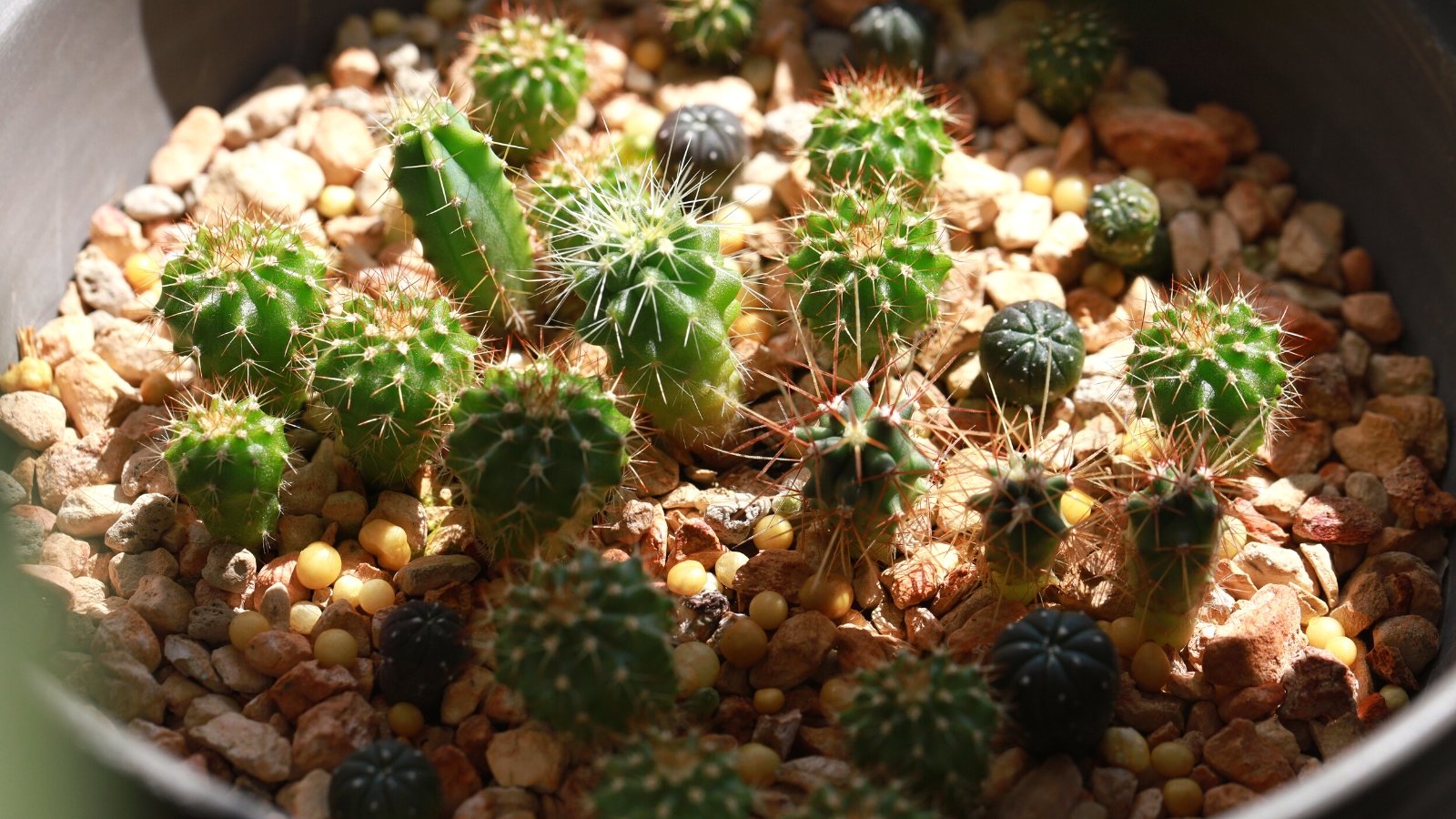 Can you Develop a Cactus from Seed?