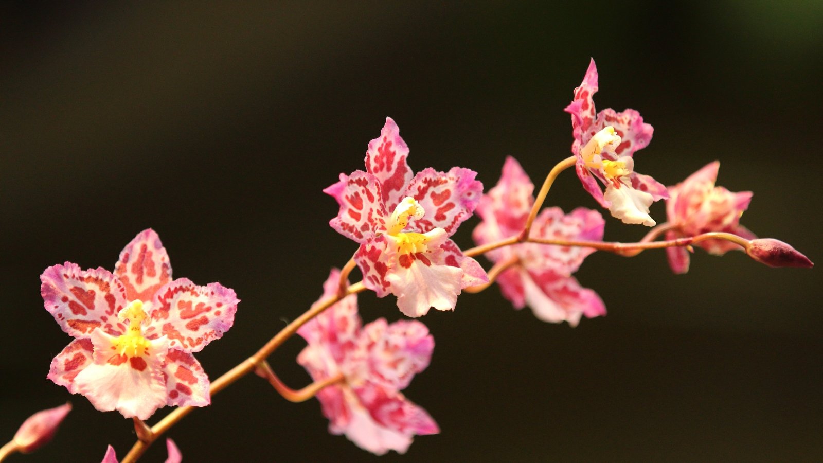 11 Easy Orchids That Are Virtually Not potential to Kill