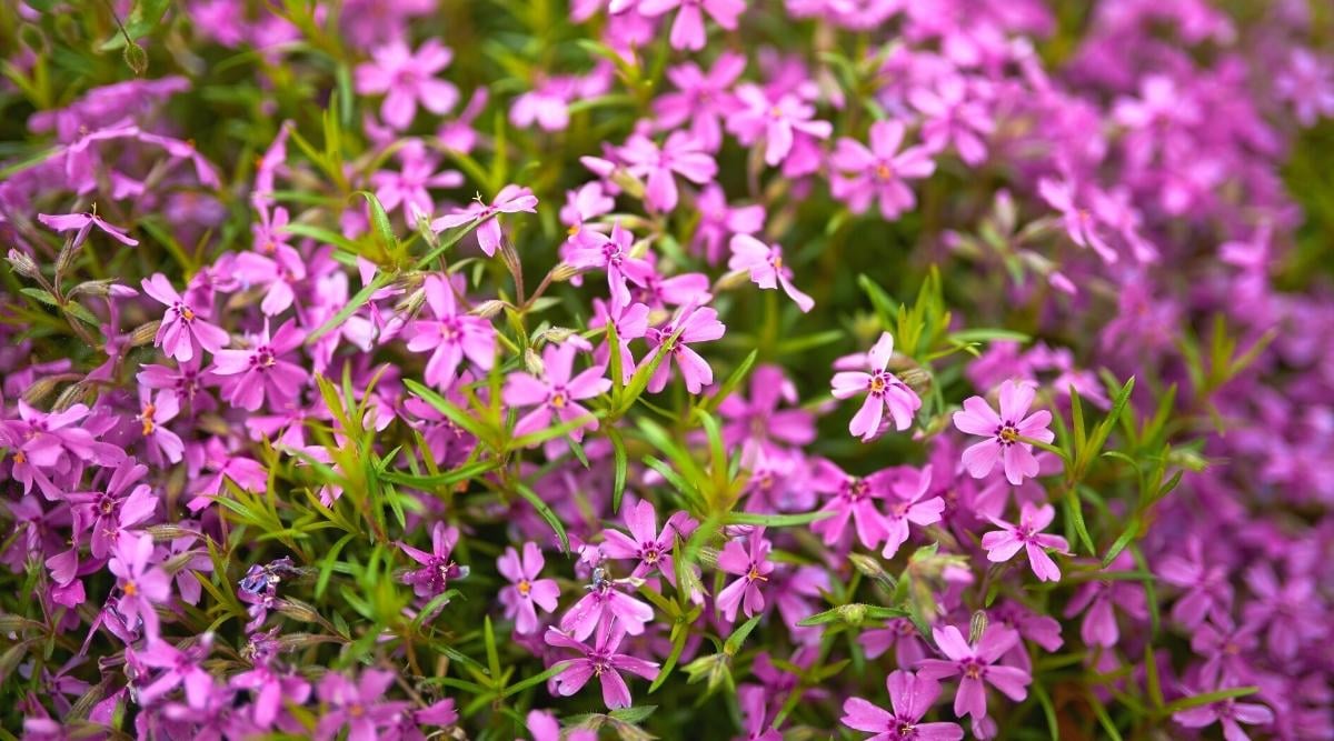 51 Flowering Flooring Cowl Vegetation With Gorgeous Blooms