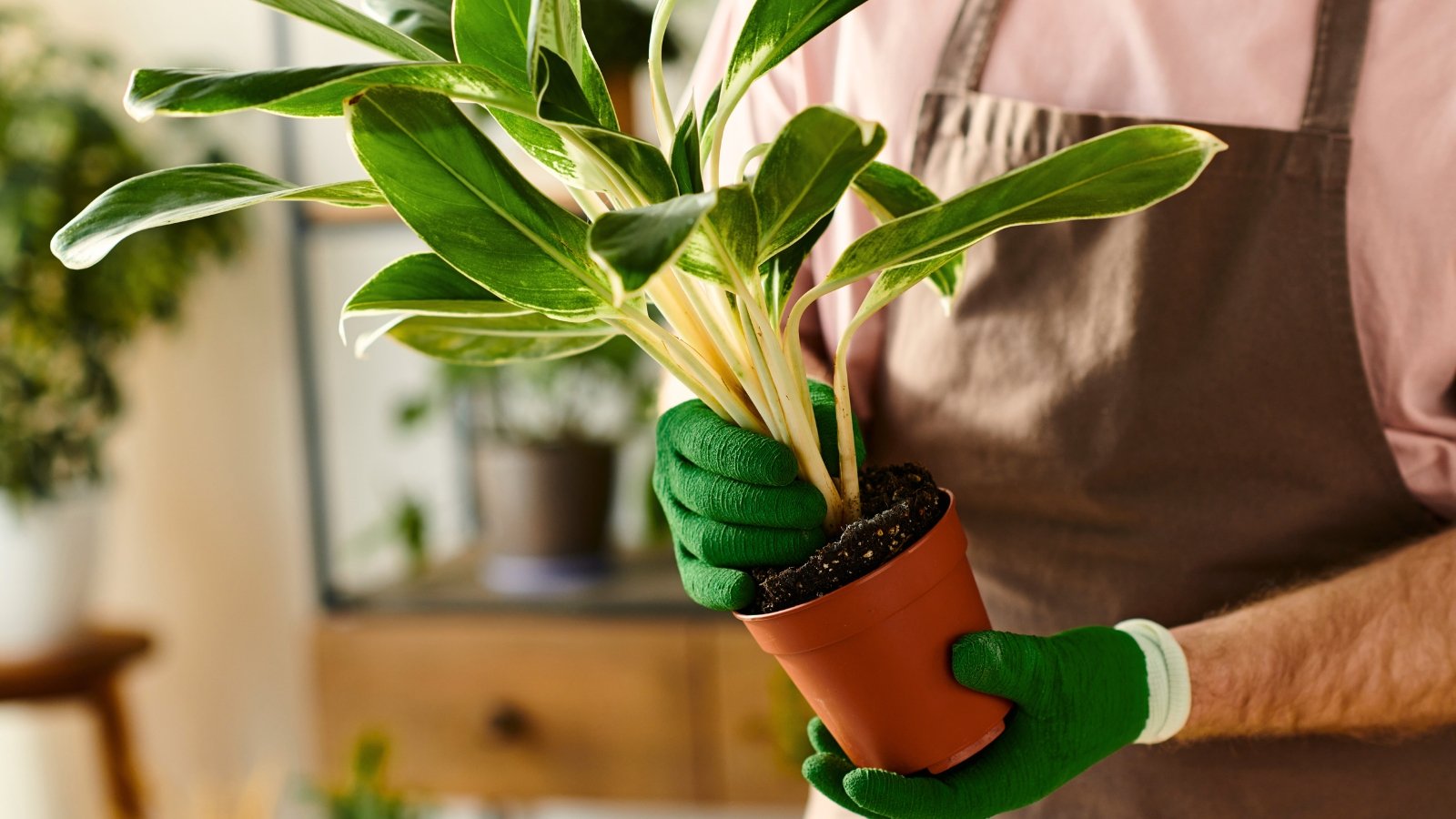 How Prolonged Can You Depart Houseplants in Their Genuine Plastic Pot?