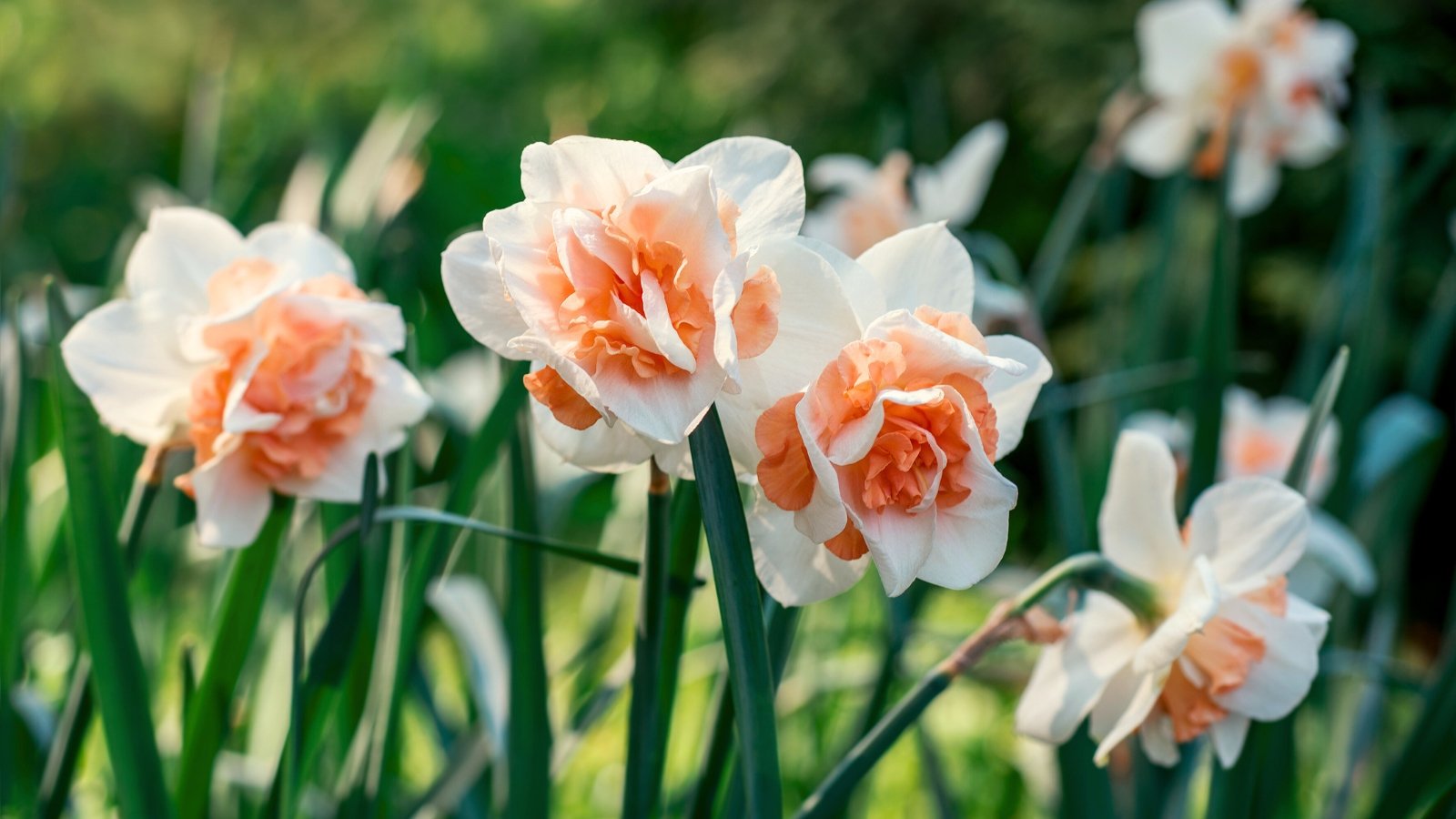 15 Daffodil Varieties With Additional Large Blooms