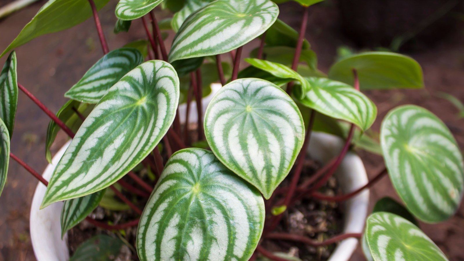 21 Youngster-Nice Houseplants for Your Budding Plant Fanatic