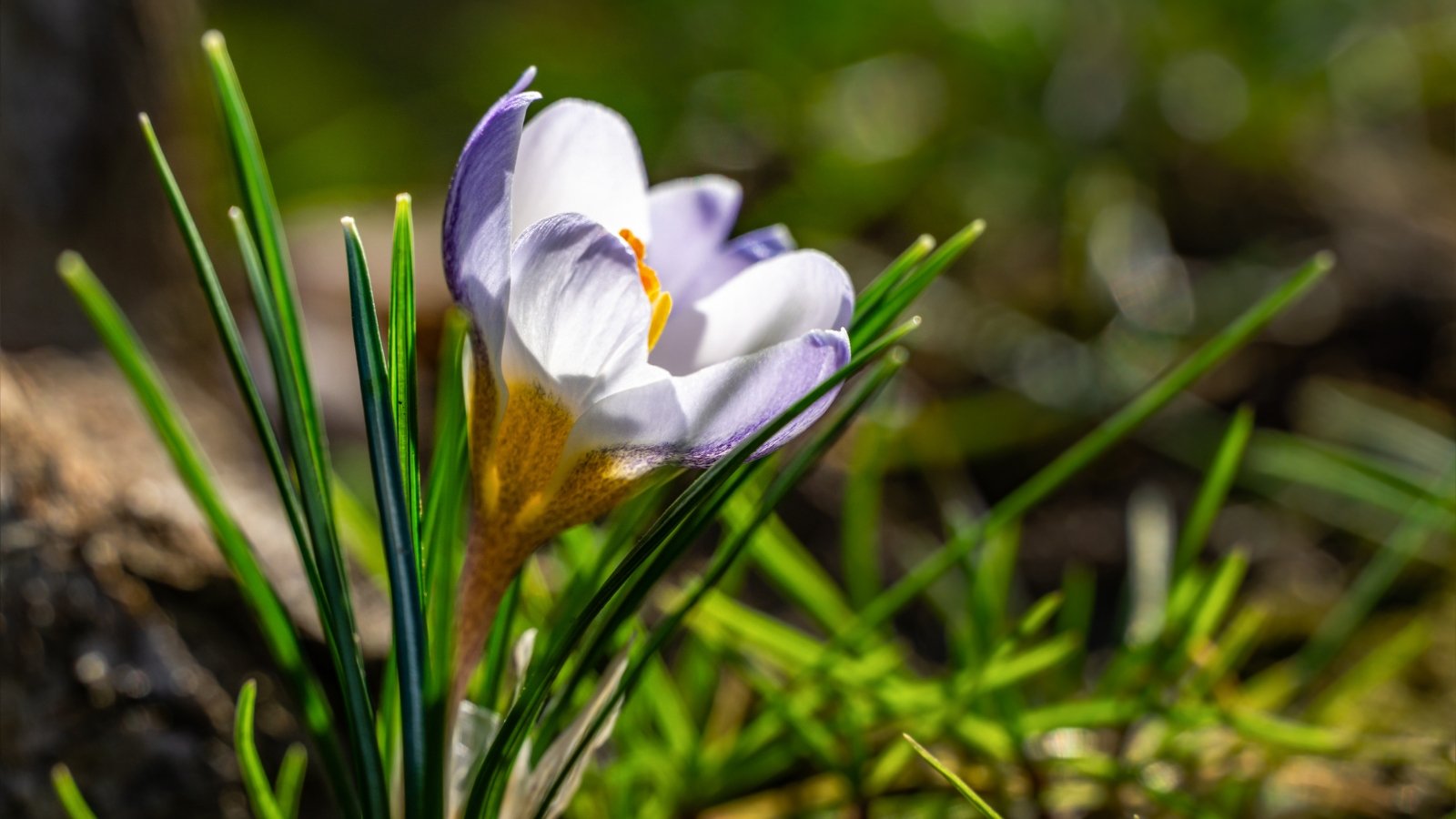 Plant These 15 Bulbs in October for a Pretty Spring Yard