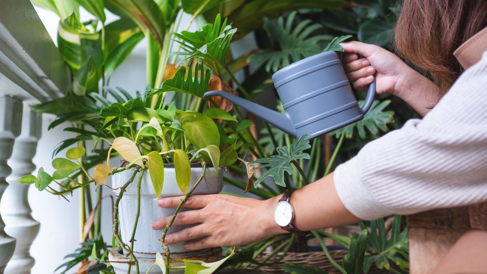 When and How Rather a lot to Reduce Houseplant Watering For the Off Season