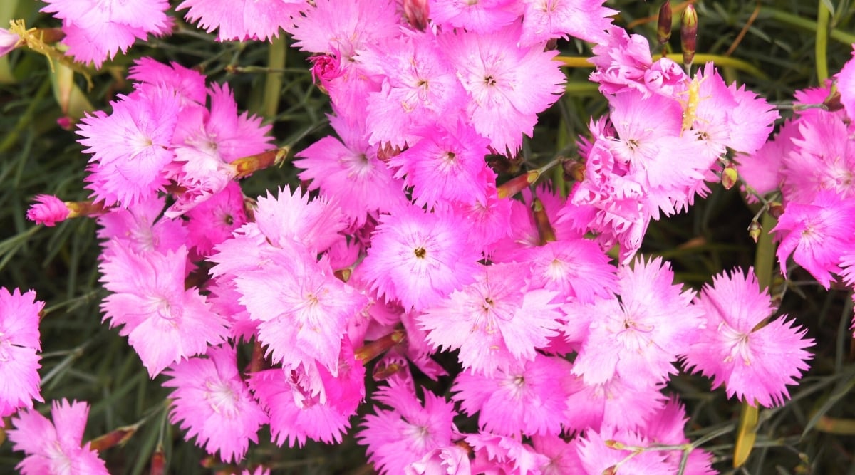 Close-up of a flowering plant Dianthus gratianopolitanus in a garden. The plant produces delightful small, pink, star-shaped flowers with fringed petals. The foliage is narrow and silvery blue.