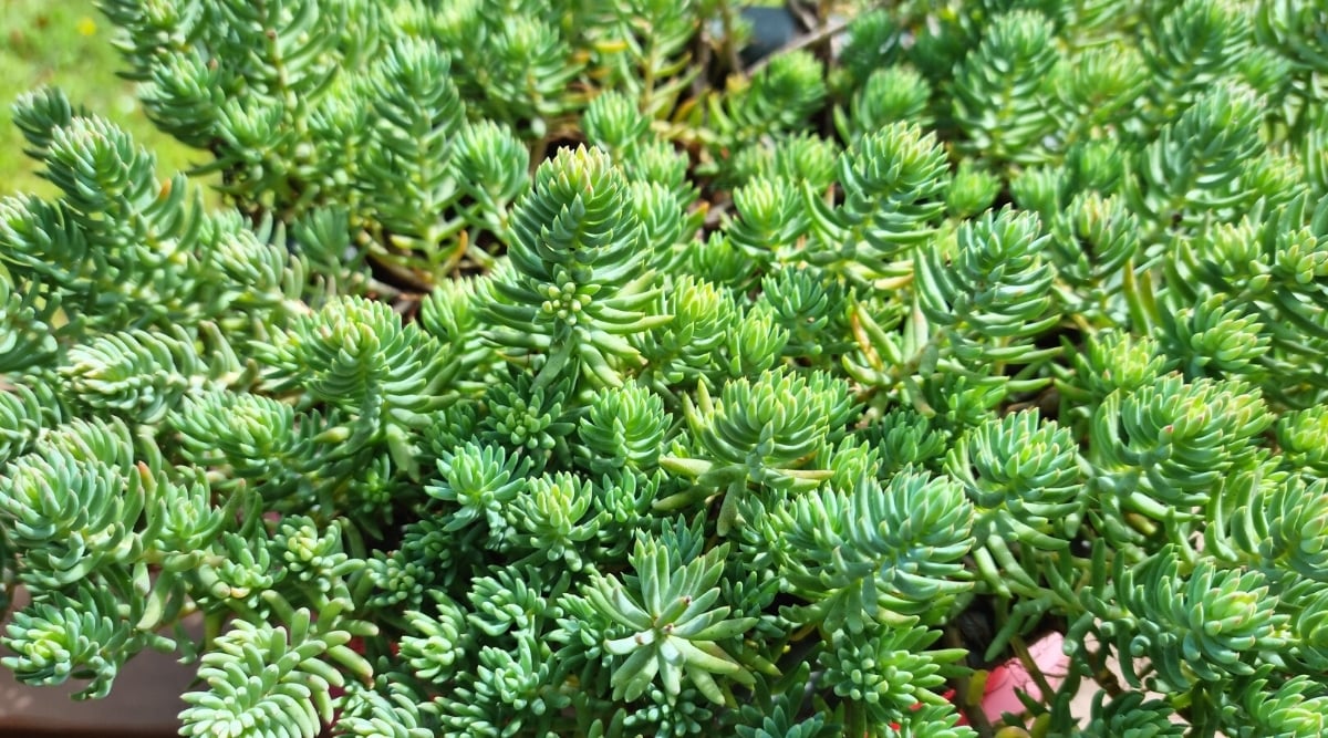 Close-up of a growing groundcover Sedum reflexum 'Blue Spruce' in a sunny garden. The plant has erect stems covered with thin, needle-like, succulent leaves that are grey-green in color.