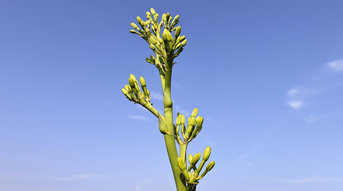 Sunlight glints off the waxy, emerald green leaves of an agave americana reaching up towards a bright blue sky. The leaves are edged with tiny teeth and tipped with sharp spines. The plant is not yet blooming, but its buds are tightly closed, waiting to burst into golden yellow flowers.