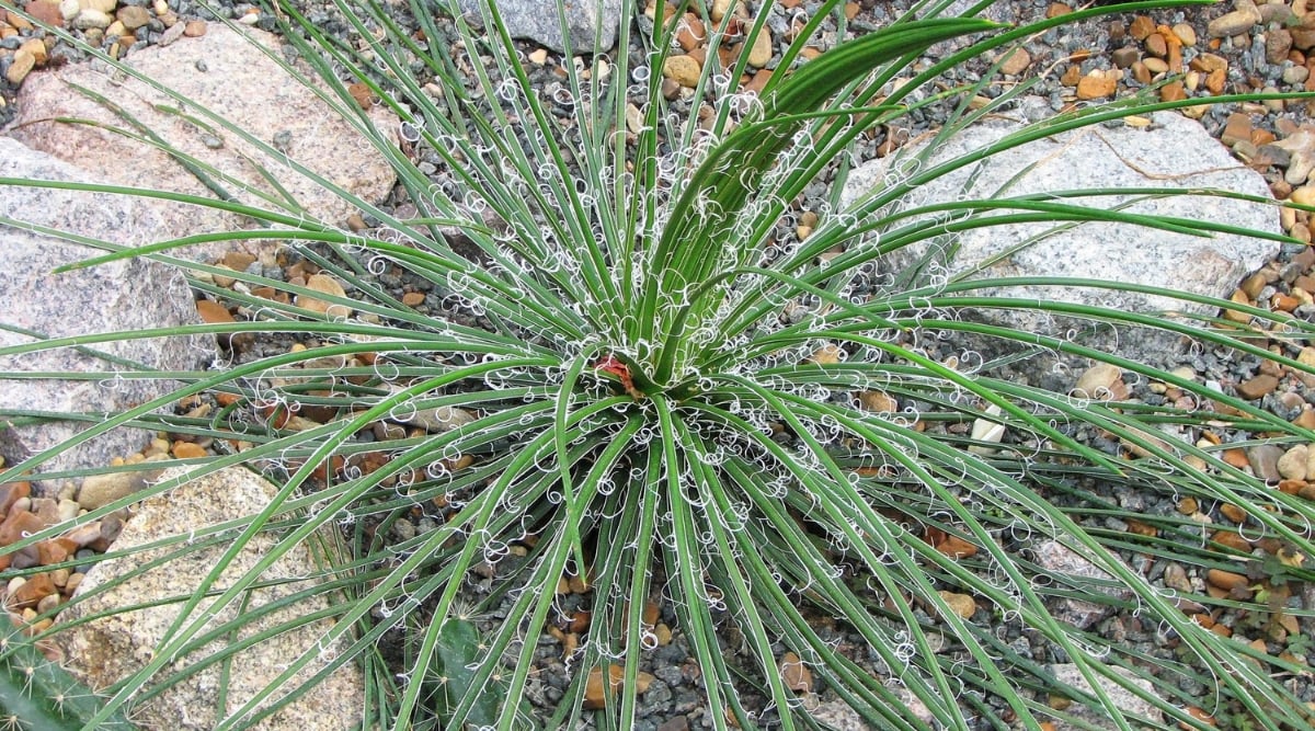 A close-up of a lush green agave plant, its long, slender leaves radiating outwards from the center. The leaves are a vibrant shade of green, with fine white hairs visible along the edges and undersides. The agave grows in a rocky environment, with the sharp rocks contrasting with the plant’s fleshy leaves.