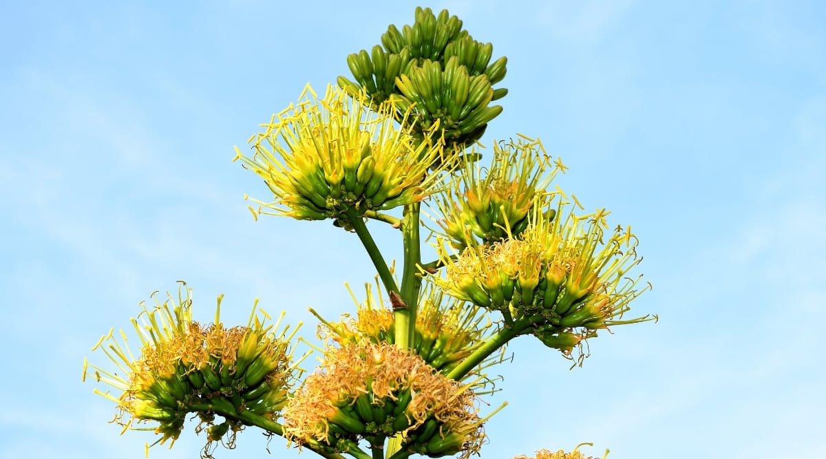 Under a light blue sky, a vibrant agave garden erupts in a symphony of color. Spiky, green rosettes rise like sentinels, some topped with glowing yellow crowns of full-blown flowers. Others, still poised to burst forth, peek from their leafy towers, their tips tipped with the promise of orange curls.