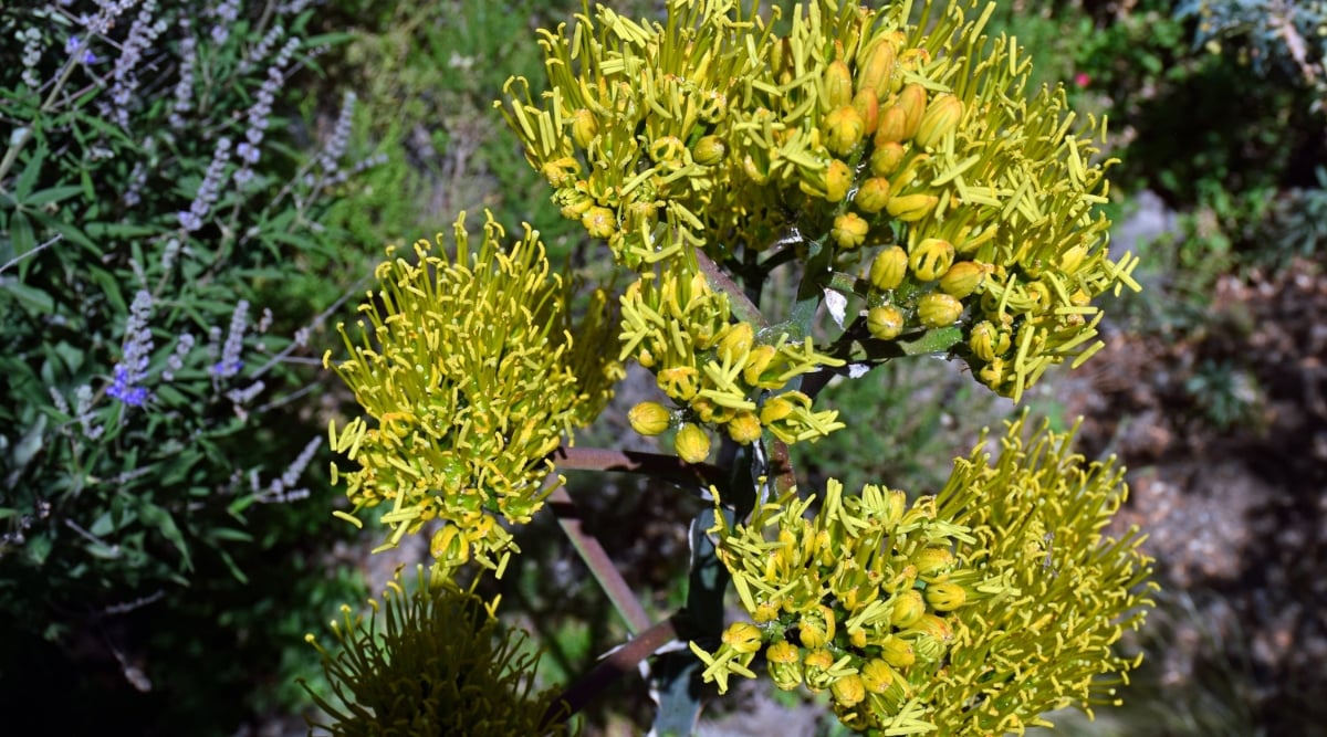 A close-up view of a tequila agave plant in bloom, its vibrant lime-yellow flowers bursting forth from the center of the spiky, pointed leaves. The slender flower resembles colorful fireworks exploding amidst a sea of sharp confetti. The agave's vibrant blooms contrast beautifully with the surrounding muted foliage.