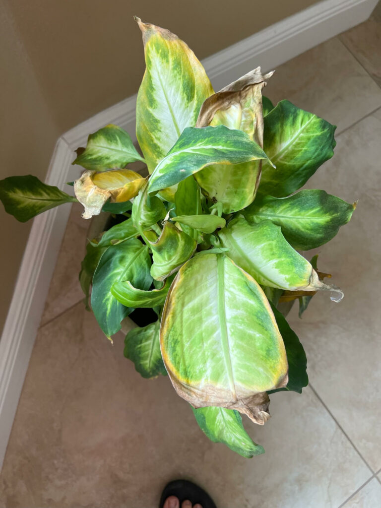 Dieffenbachia new leaves yellowing and dying – Home Plant Journal