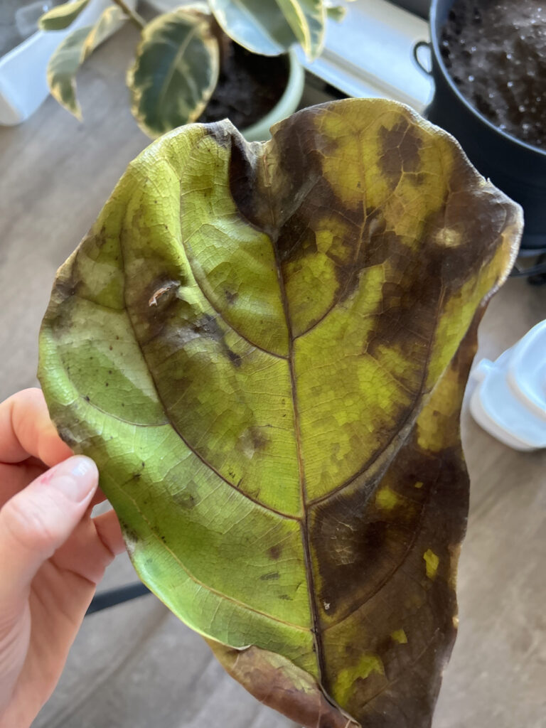 Fiddle leaf fig leaves crunchy turning brown – Home Plant Journal