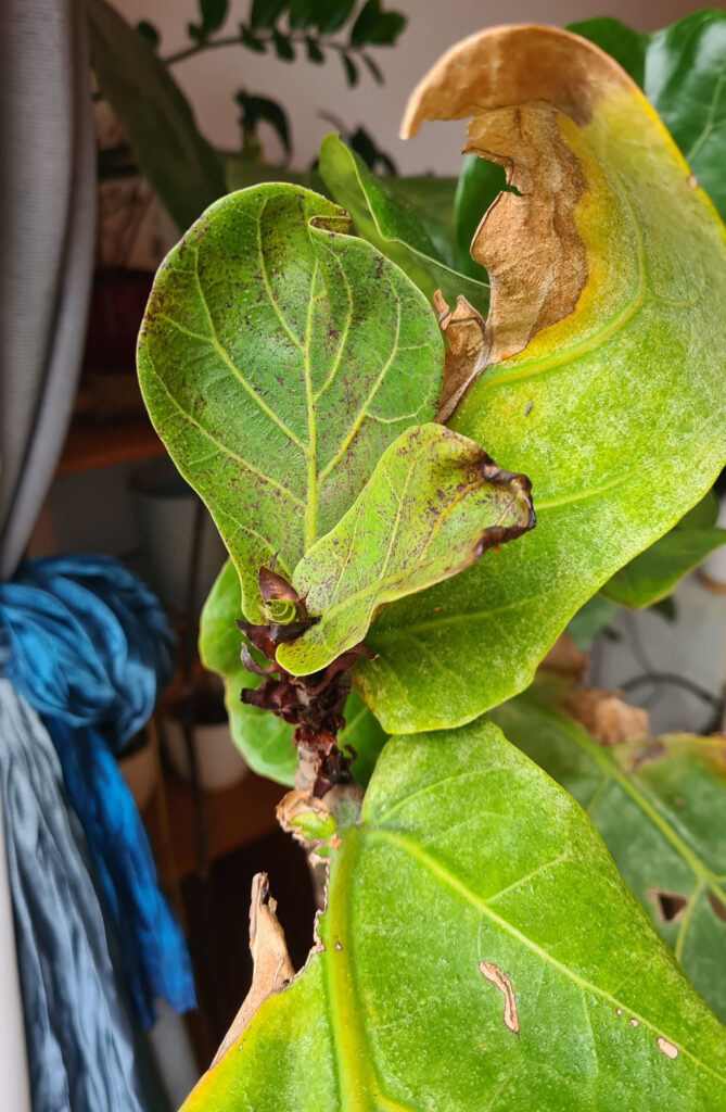 Fiddle leaf ideas flip brown – Home Plant Journal