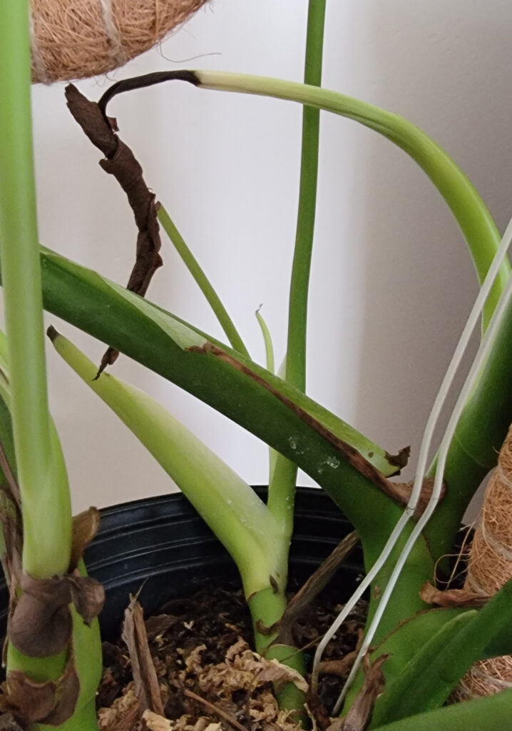 Monstera deliciosa latest leaves dying – Home Plant Journal