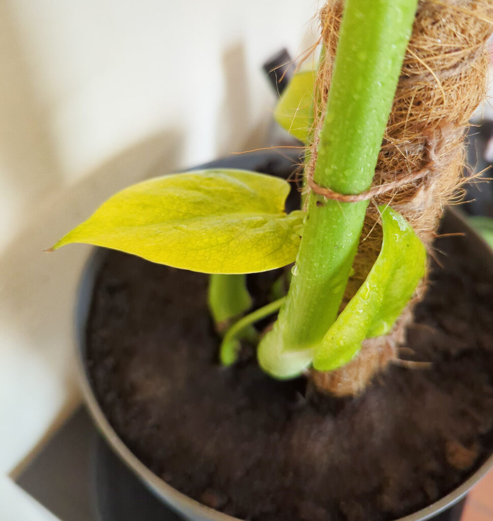 Monstera leaves turning yellow – Home Plant Journal