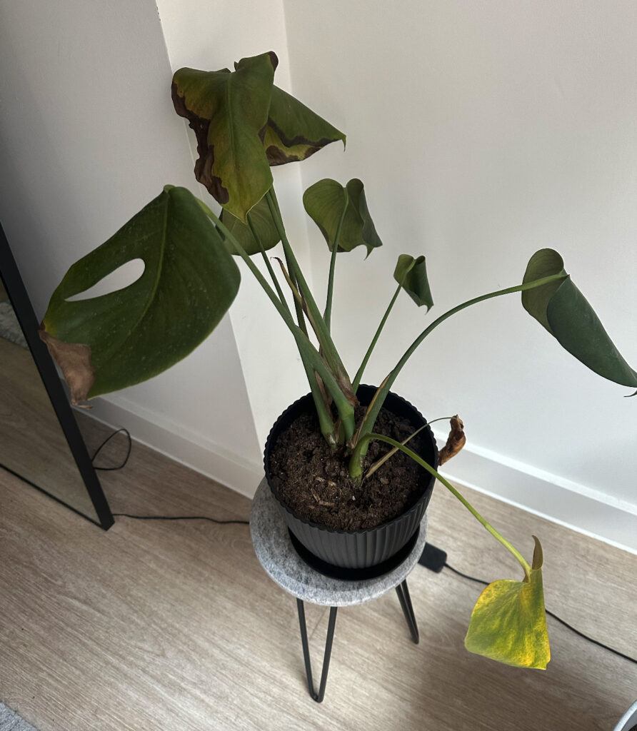 Monstera yellowing wilting even new development dying – Home Plant Journal