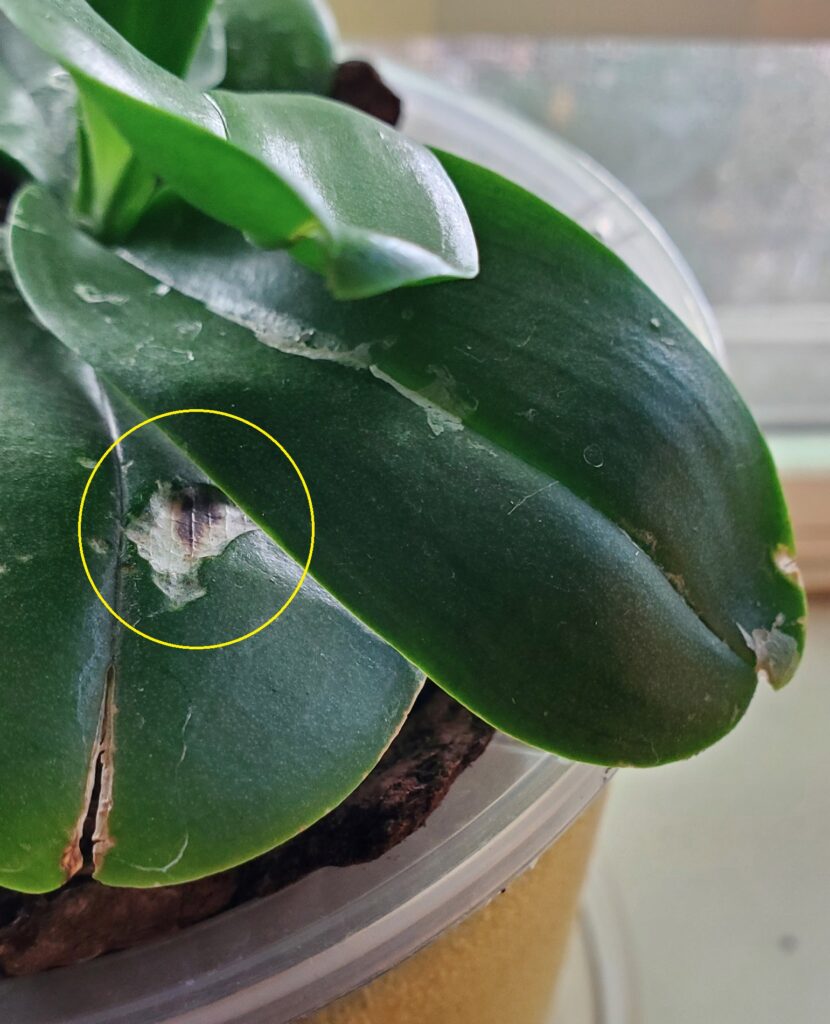 Orchid has a brown spot – Home Plant Journal