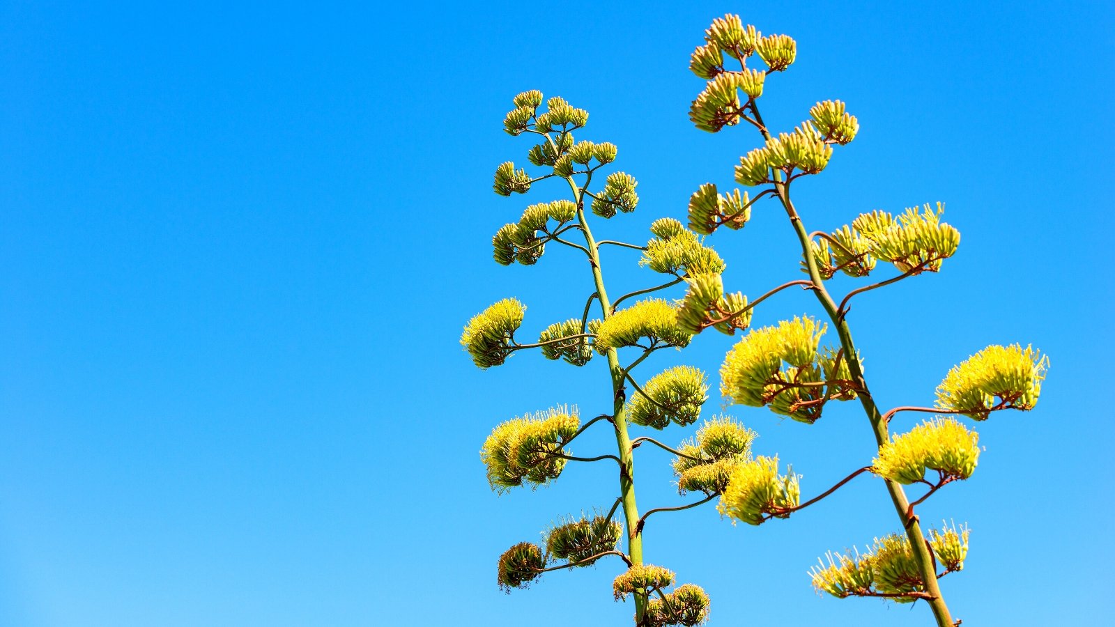 Do Agave Vegetation Bloom?